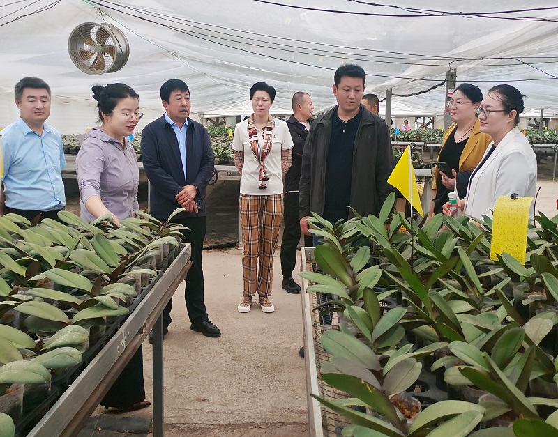 赏花叙乡情·聚力谋发展 东营博兴商会走访山东百悦农业科技有限公司